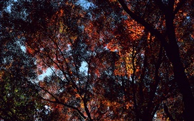 秋天，樹木，視圖頂部，楓葉 高清桌布