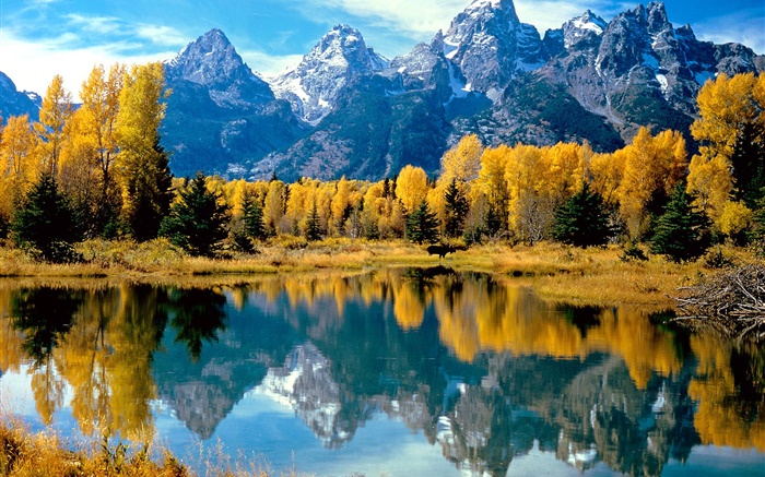 秋天，樹木，黃色，湖，山 桌布 圖片