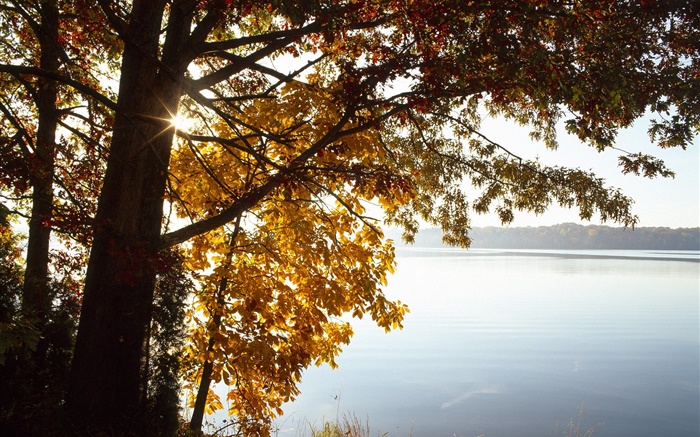 秋天，黃葉樹，湖，太陽 桌布 圖片