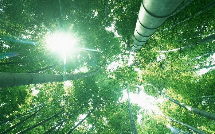 竹林，抬頭，陽光，綠色的葉子 桌布 圖片