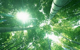 竹林，抬頭，陽光，綠色的葉子