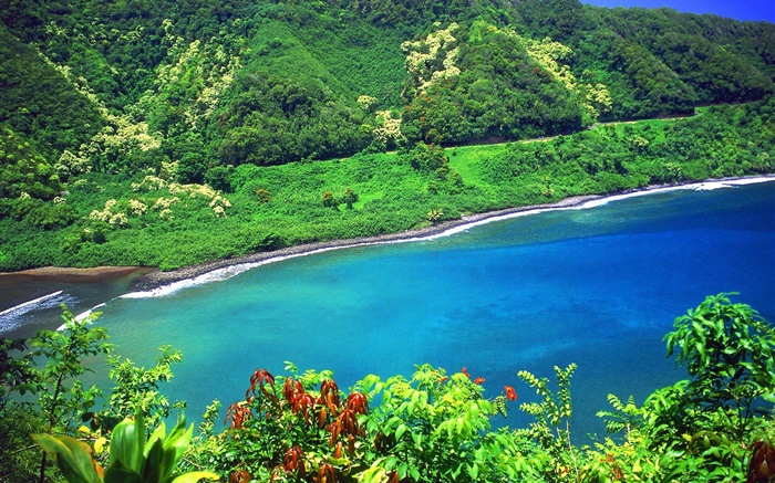 灣，海，山，綠色的植物，夏威夷，美國 桌布 圖片