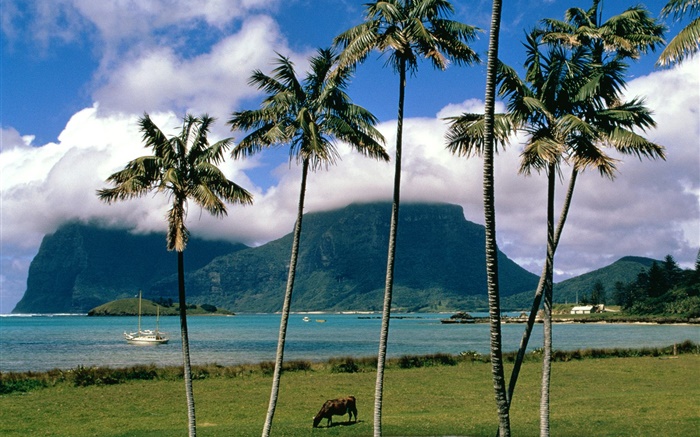 灣，海，棕櫚樹，草，雲，澳大利亞 桌布 圖片