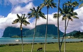 灣，海，棕櫚樹，草，雲，澳大利亞 高清桌布