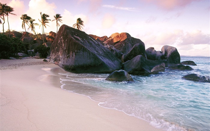沙灘，海水，石頭，岩石，棕櫚樹 桌布 圖片