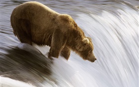 熊在水中，追捕食物 高清桌布