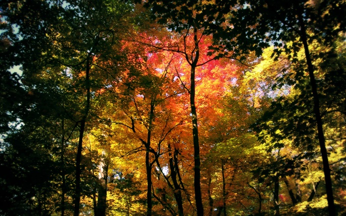 美麗的秋天森林，紅葉 桌布 圖片