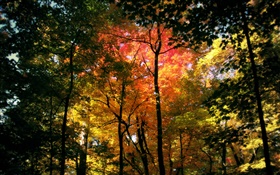 美麗的秋天森林，紅葉