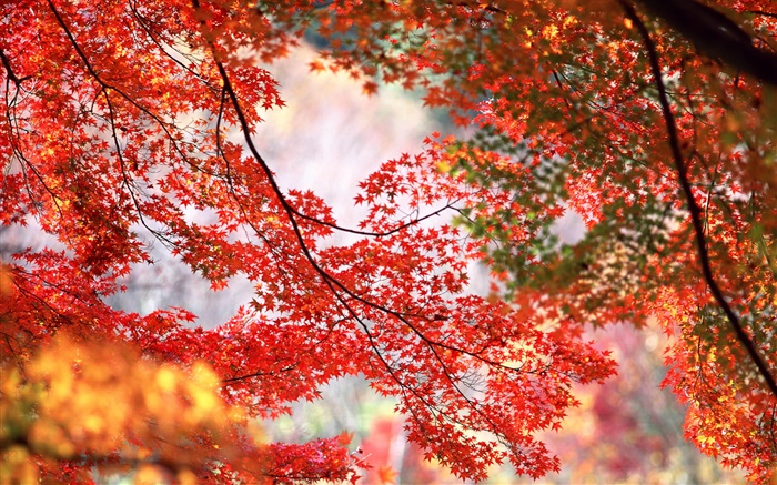 美麗的秋天，樹，樹枝，紅色的楓葉 桌布 圖片