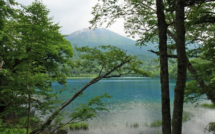 美麗的自然風光，湖泊，樹木，山，北海道，日本 桌布 圖片