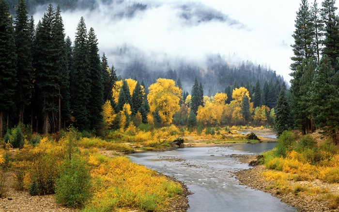 美麗的自然景觀，森林，樹木，霧，河，秋 桌布 圖片