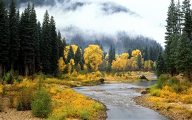 美麗的自然景觀，森林，樹木，霧，河，秋