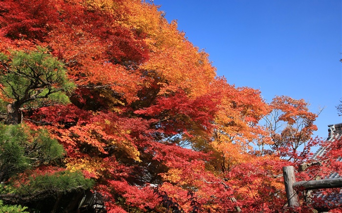 美麗的紅色秋天，樹葉，樹木 桌布 圖片