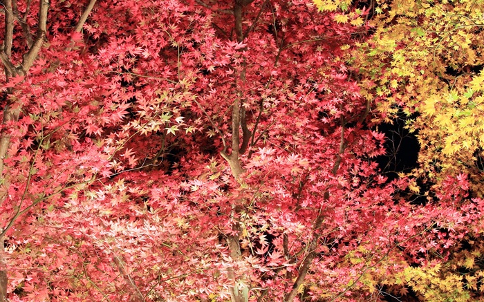 美麗的紅葉，楓葉樹，秋天 桌布 圖片