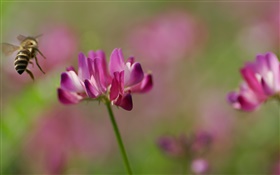 蜂，粉紅色的花朵，綠色背景