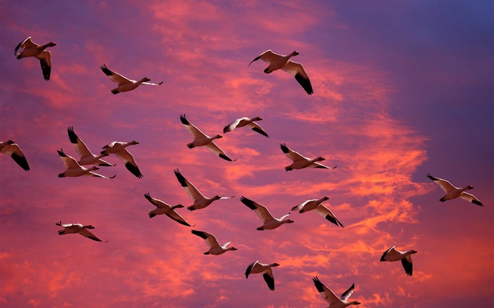 在紅色的天空，夕陽的大雁群 桌布 圖片