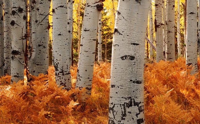 樺樹，森林，秋天 桌布 圖片