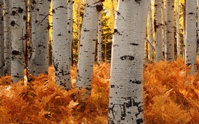 樺樹，森林，秋天