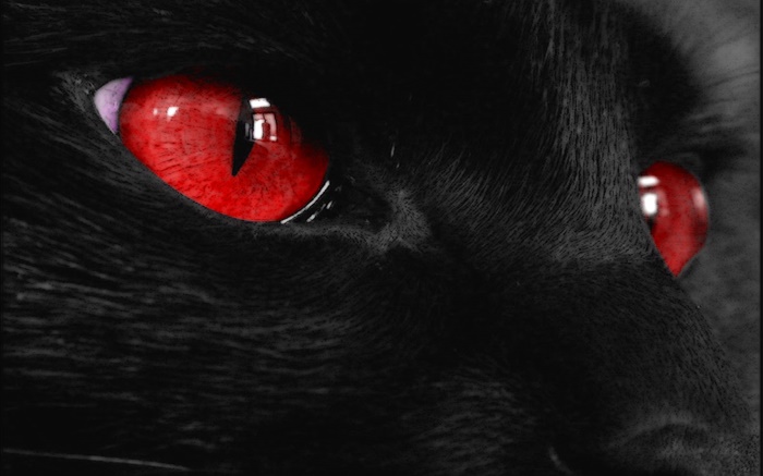 黑色動物的臉，紅紅的眼睛 桌布 圖片