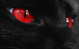 黑色動物的臉，紅紅的眼睛 高清桌布