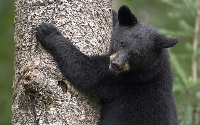 黑熊爬上樹 桌布 圖片