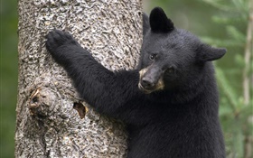 黑熊爬上樹