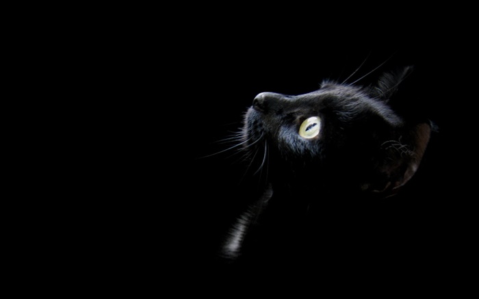 黑貓，黑色的背景 桌布 圖片