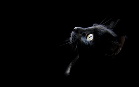 黑貓，黑色的背景