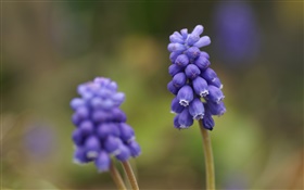 藍色葡萄風信子花，模糊背景