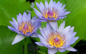 荷花的藍紫色的花瓣