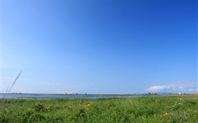 藍天，草，海岸，日本北海道 高清桌布