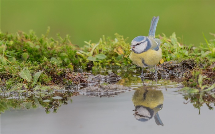 藍山雀，鳥特寫，水中的倒影 桌布 圖片