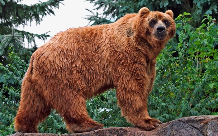 棕熊看著你 桌布 圖片
