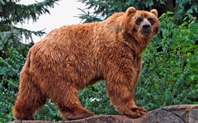 棕熊看著你