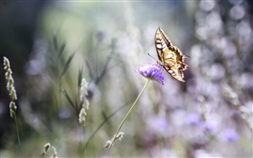 蝴蝶，紫色的花，背景虛化，夏天