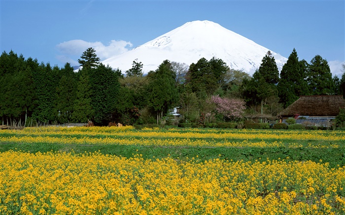 油菜籽花場，綠樹成蔭，富士山，日本 桌布 圖片