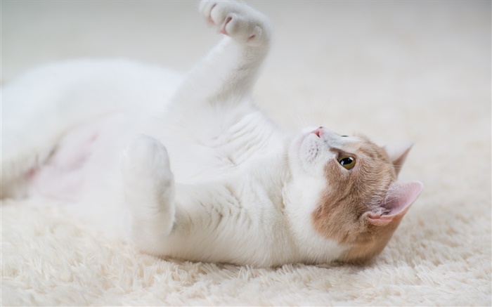 貓玩遊戲，爪子，地毯 桌布 圖片
