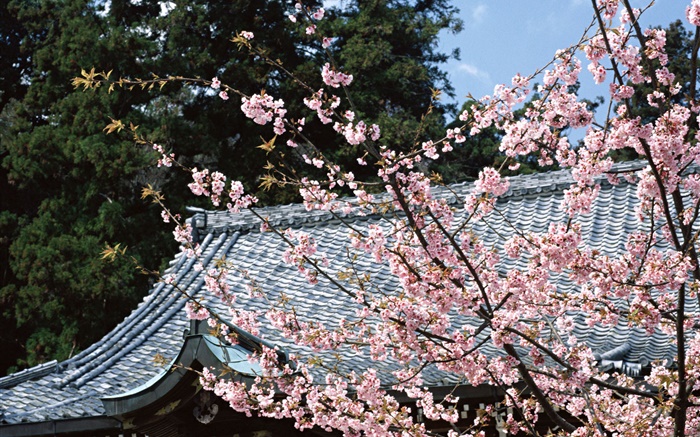櫻花，公園，東京，日本 桌布 圖片