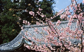櫻花，公園，東京，日本 高清桌布