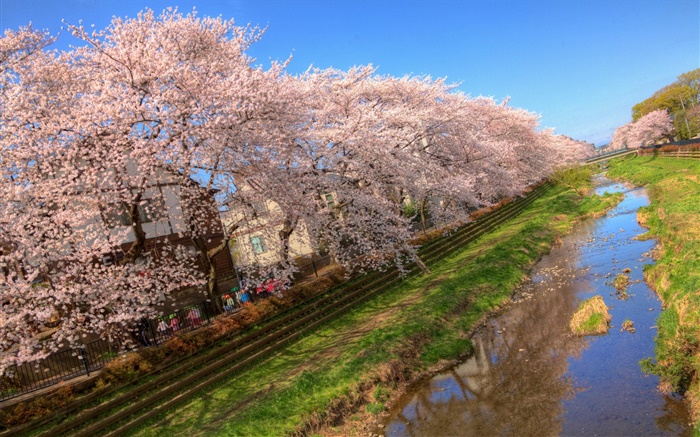 櫻花，開花，運河，房子，春天 桌布 圖片