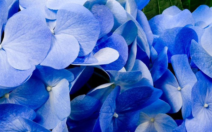 藍色繡球花的特寫 桌布 圖片