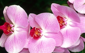 蝴蝶蘭，粉紅色的花瓣特寫 高清桌布