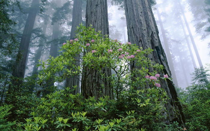 海岸紅杉，杜鵑，紅杉國家公園，加利福尼亞州，美國 桌布 圖片