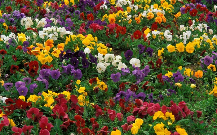 多彩蘭花 桌布 圖片