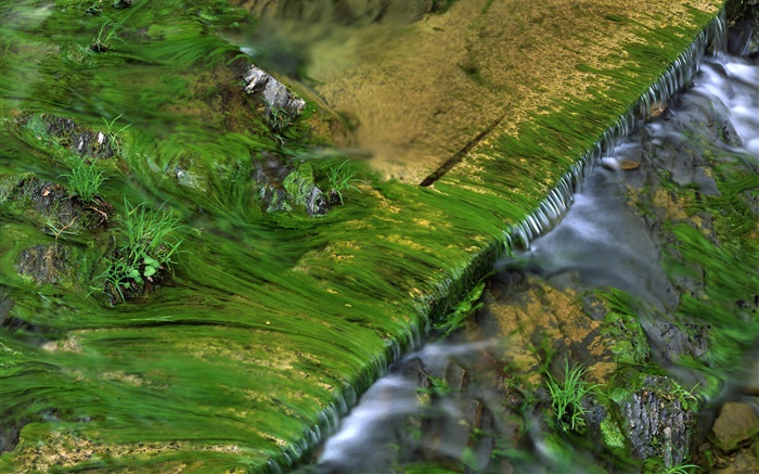 溪，苔，水 桌布 圖片