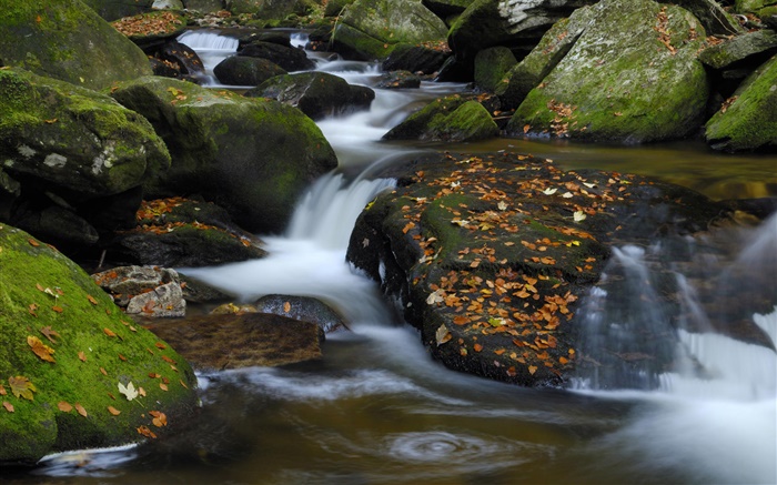 河，石頭，紅葉子，秋天 桌布 圖片