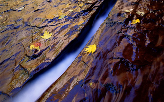 河，水，岩石，黃葉 桌布 圖片