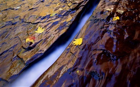 河，水，岩石，黃葉