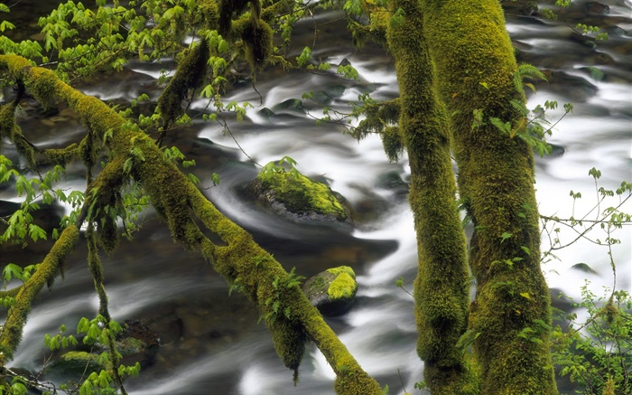 河，水，樹，綠色的苔蘚 桌布 圖片