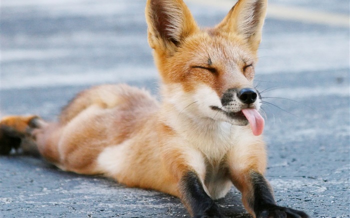 可愛的狐狸，閉只眼，舌頭，爪子 桌布 圖片